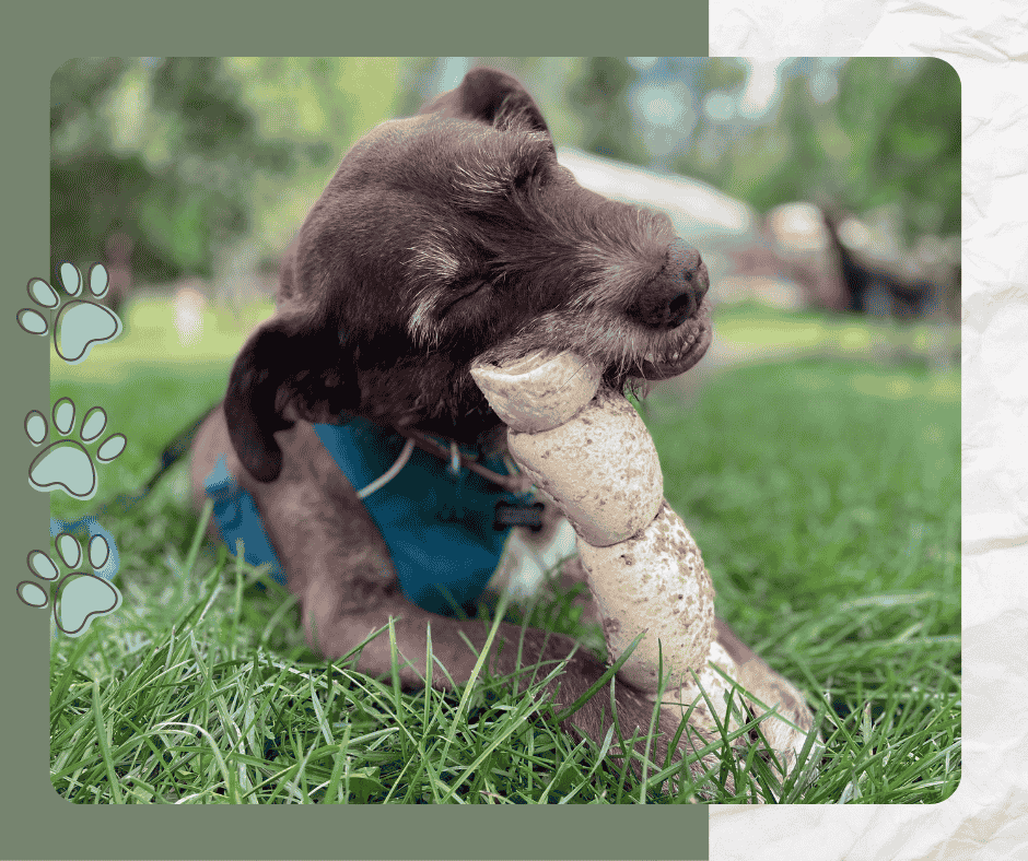 Chien en train de mastiquer une corde tressée.