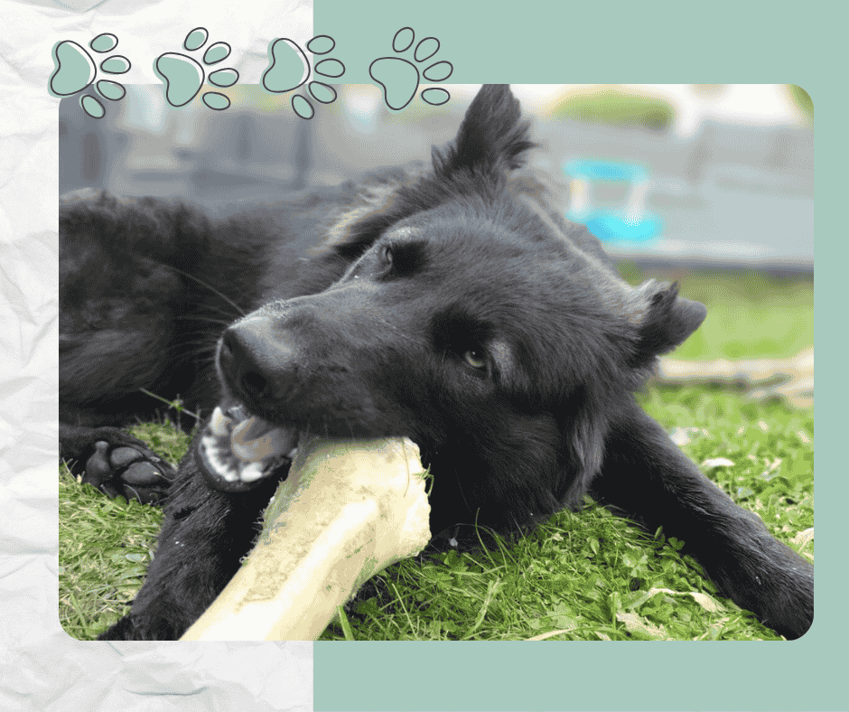 Chien Loup en train de mâcher un os de bœuf