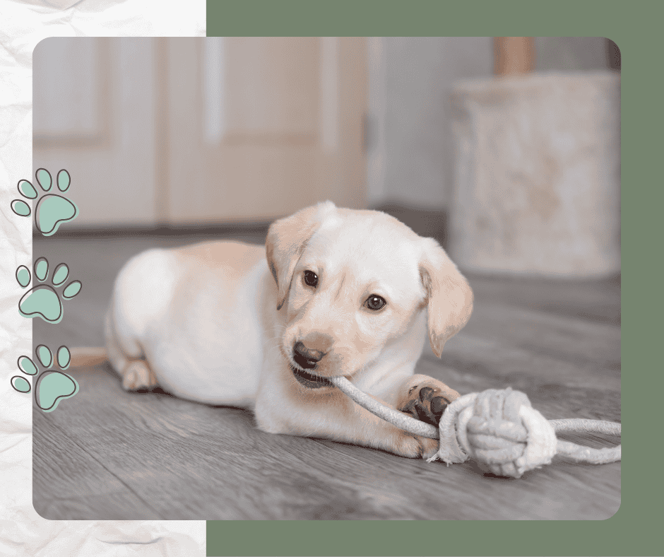Chiot labrador en train de mastiquer, illustrant le besoin naturel de mastication chez le chien
