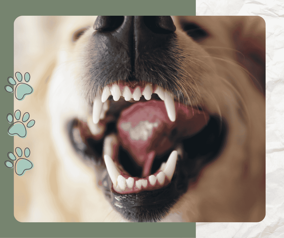 Gueule de chien en gros plan, bouche entrouverte montrant les dents et la langue, expression naturelle et détails du museau.