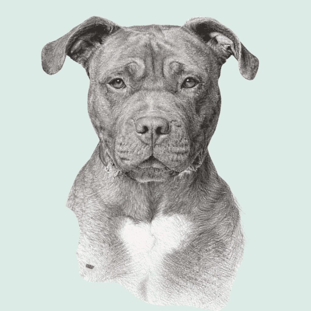 Dessin au crayon graphite d’un chien adulte, vu de face, avec des ombres réalistes et un fort volume.