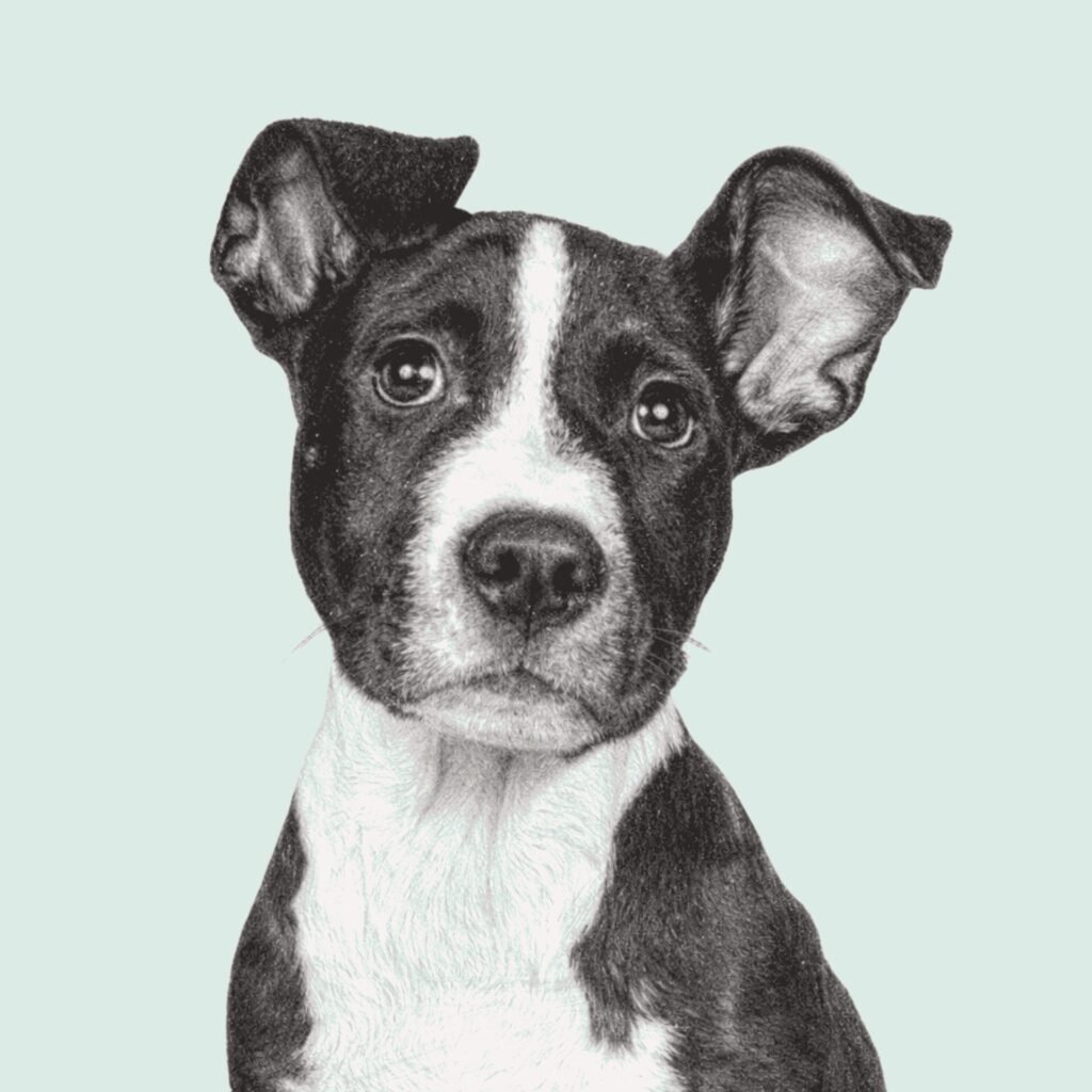 Dessin au crayon graphite d’un chiot noir et blanc, avec de grands yeux expressifs et un rendu réaliste.