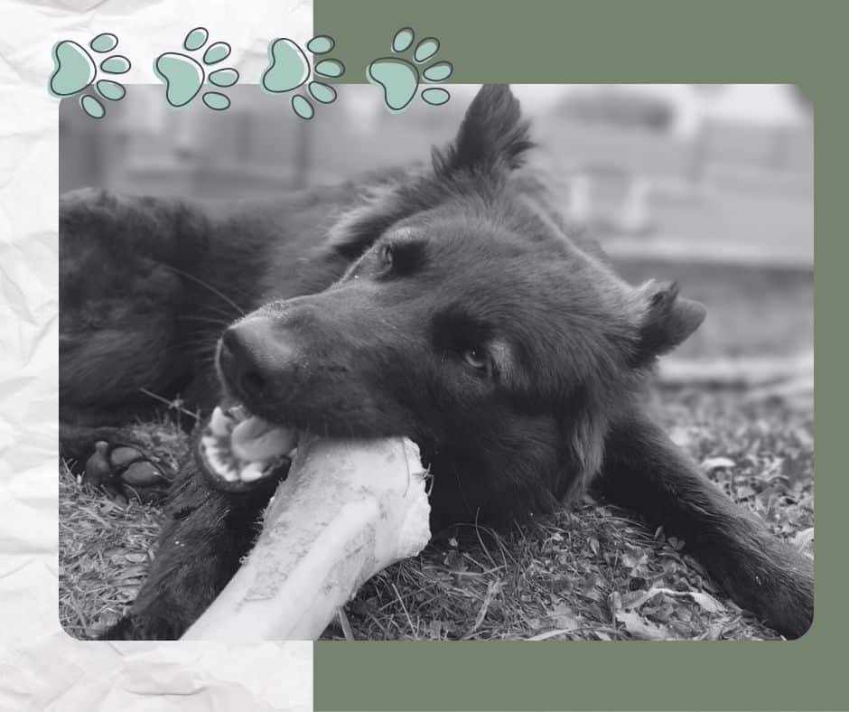 Chien loup de couleur noir, couché dans l'herbe et en train de mastiquer un os de boeuf.