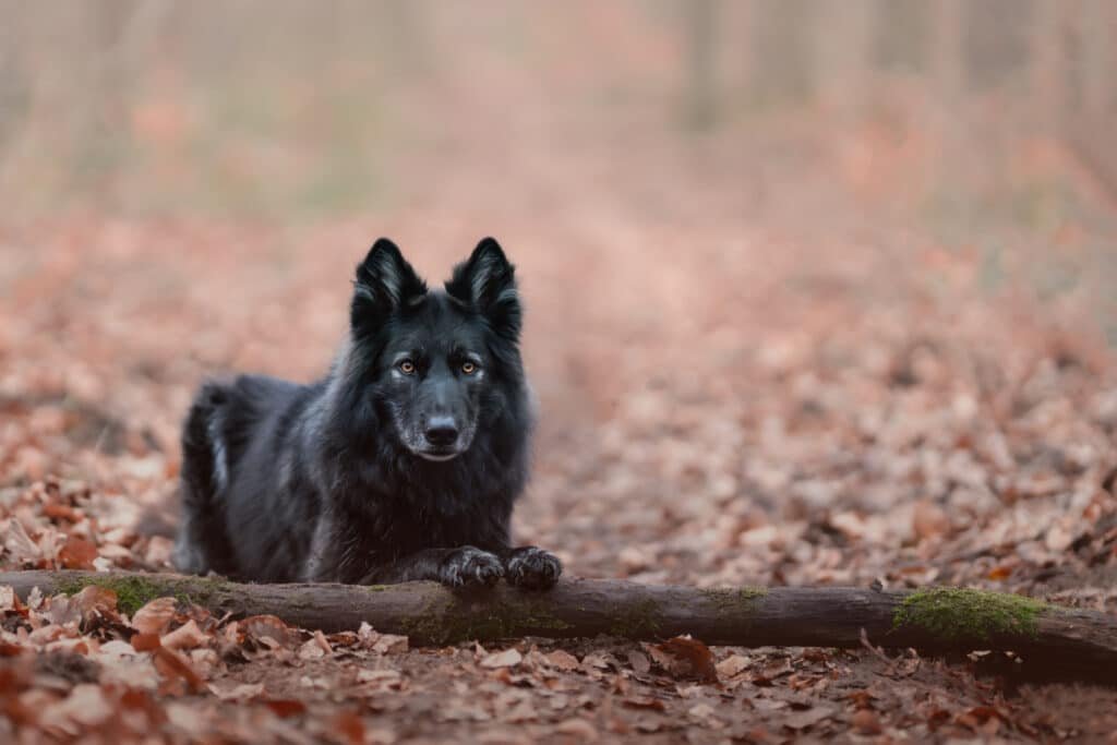 Photo d'un chien loup noir couché en forêt près d'une branche.