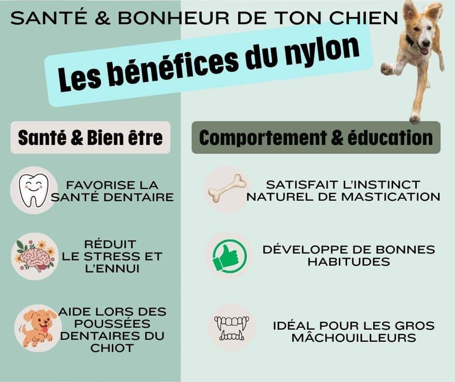 Infographie présentant les avantages des jouets pour chien destructeur fabriqués à base de nylon.