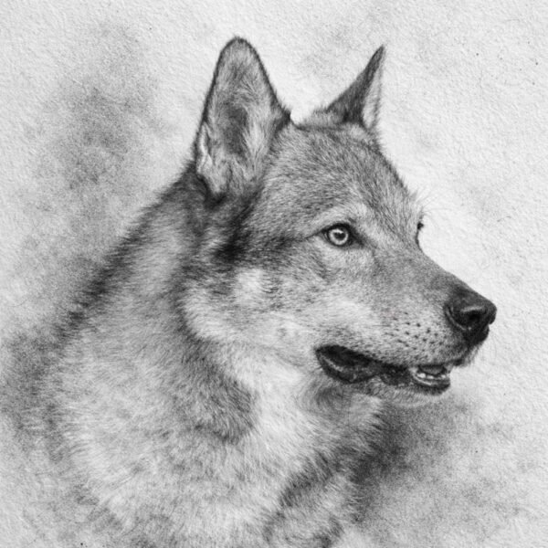 Portrait réalisé au crayon graphite d'un chien loup tchécoslovaque.