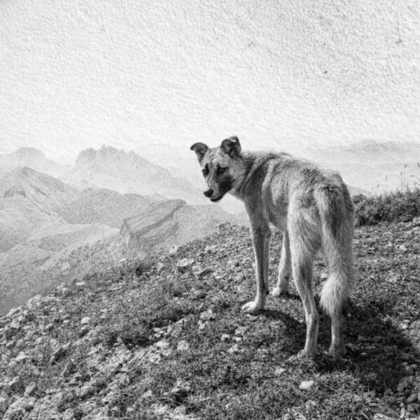 Illustration au crayon d’un chien en randonnée en montagne.