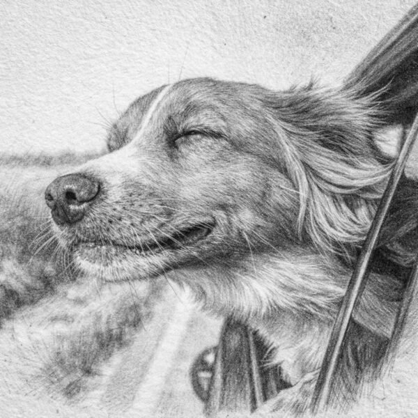 Croquis graphite d’un chien regardant par la fenêtre d’une voiture.