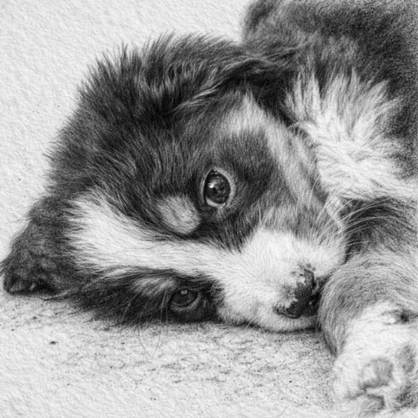 Chiot couché sur le côté et en train de nous regarder.