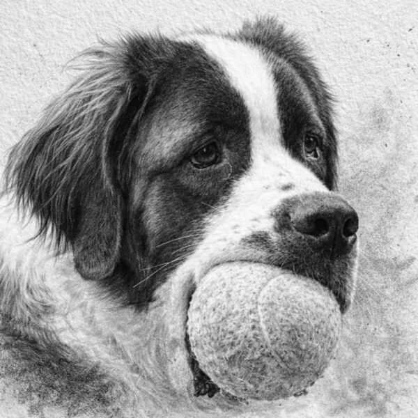 Croquis graphite d'un Saint Bernard avec une balle dans la gueule.