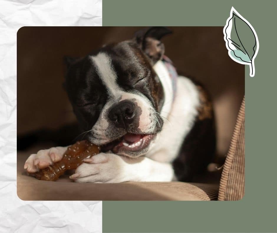 Chien couché en train de ronger son jouet de mastication.