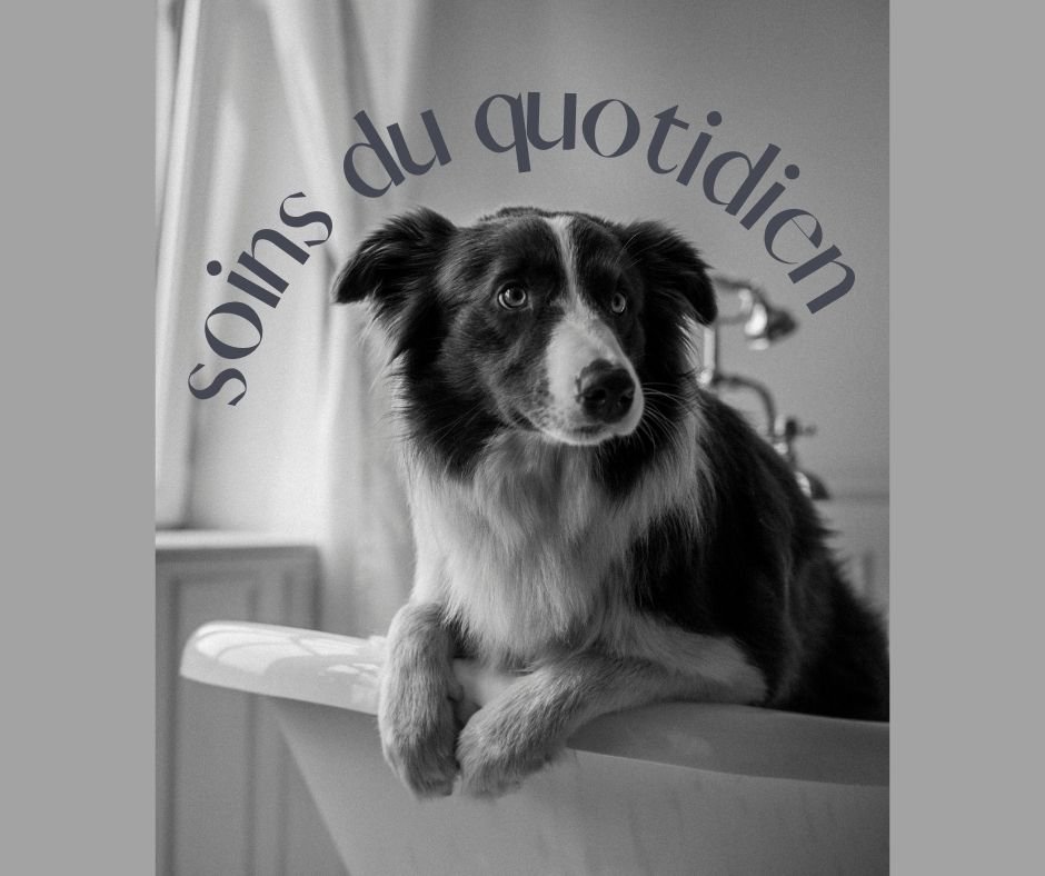 Photographie représentant un border collie dans une baignoire.