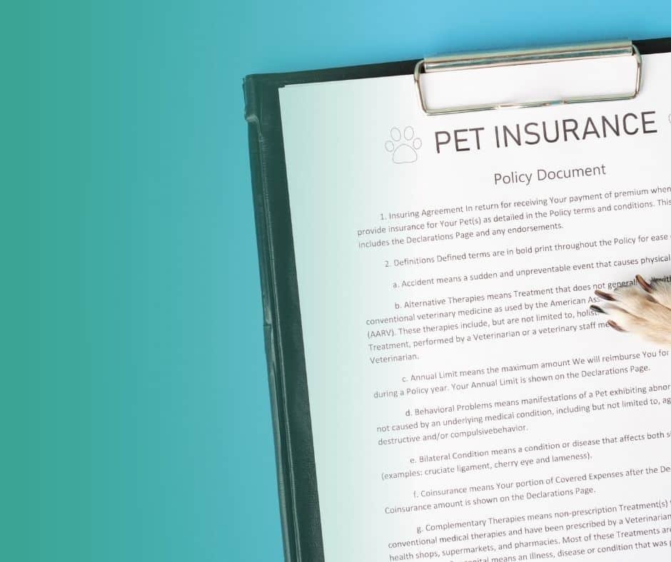 Contrat d'assurance santé pour chien avec une patte de chien posée dessus.