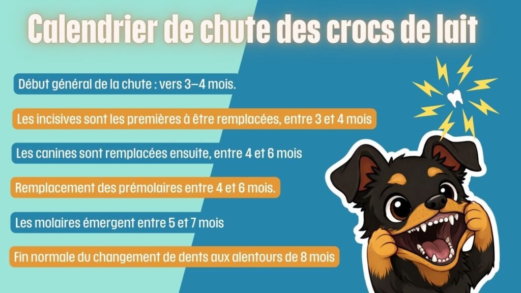 Infographie résumant le calendrier de chute des crocs de lait chez les canidés.