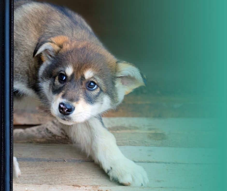 Chien en posture de stress, oreilles aplaties sur la tête