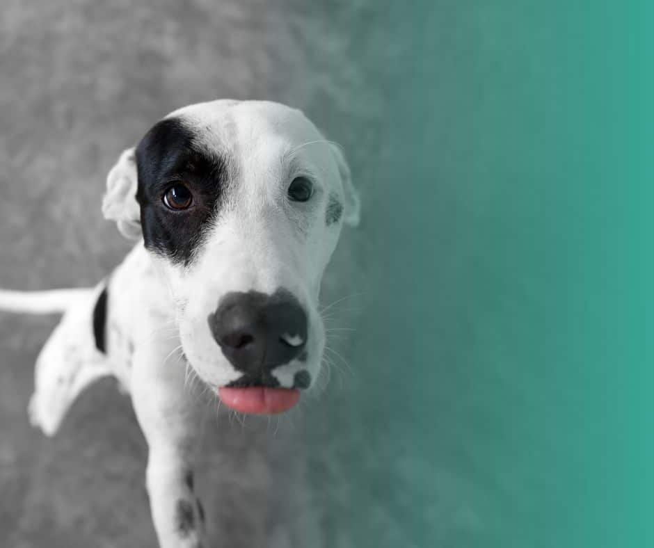 Chien adulte curieux redressé sur ses pattes arrières pour se rapprocher de son maître.