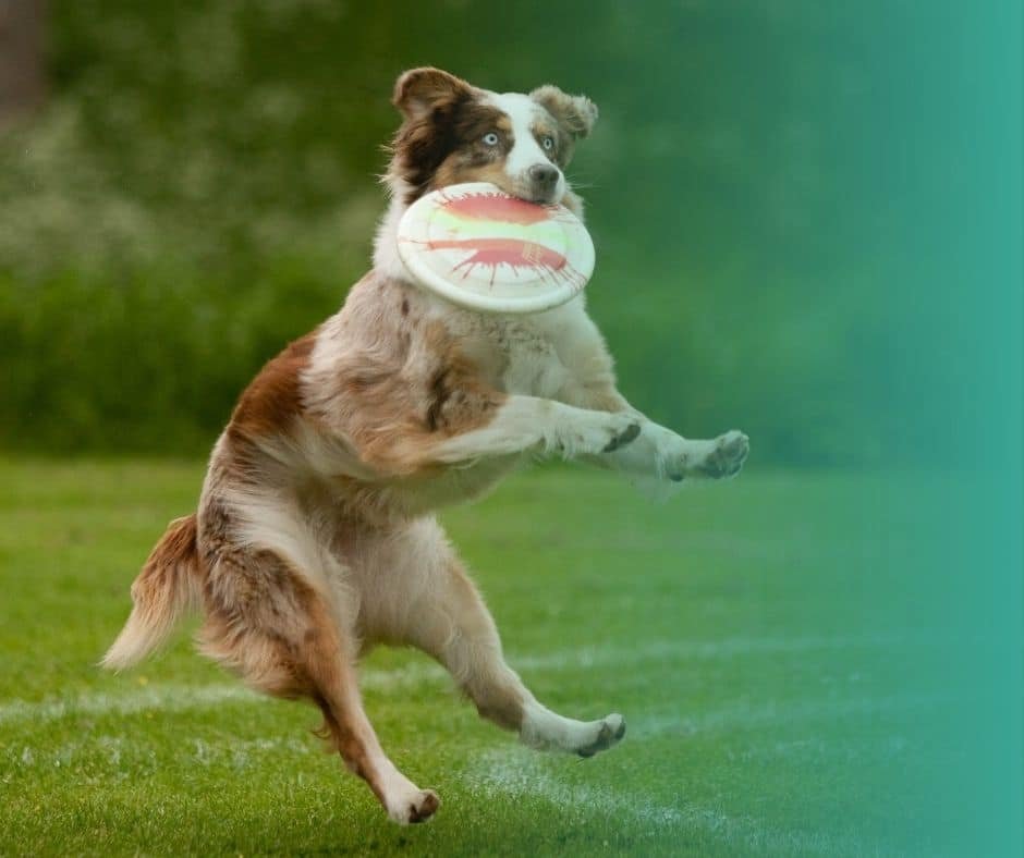 Chien adulte en plein exercice physique, sautant pour attraper un frisbee à l'extérieur.