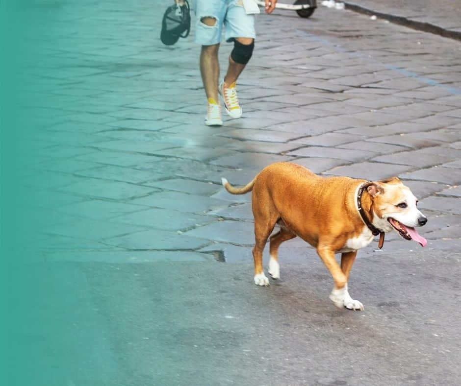 Une boiterie soudaine peut cacher un problème sérieux pour la santé du chien. Ne laisse jamais ce symptôme sans réponse.