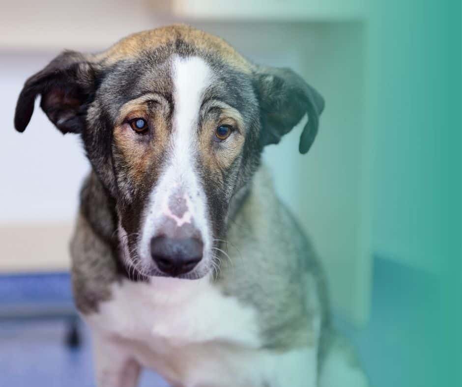 Chien assis qui semble malade et fatigué, signe d'alerte sur la santé du chien.