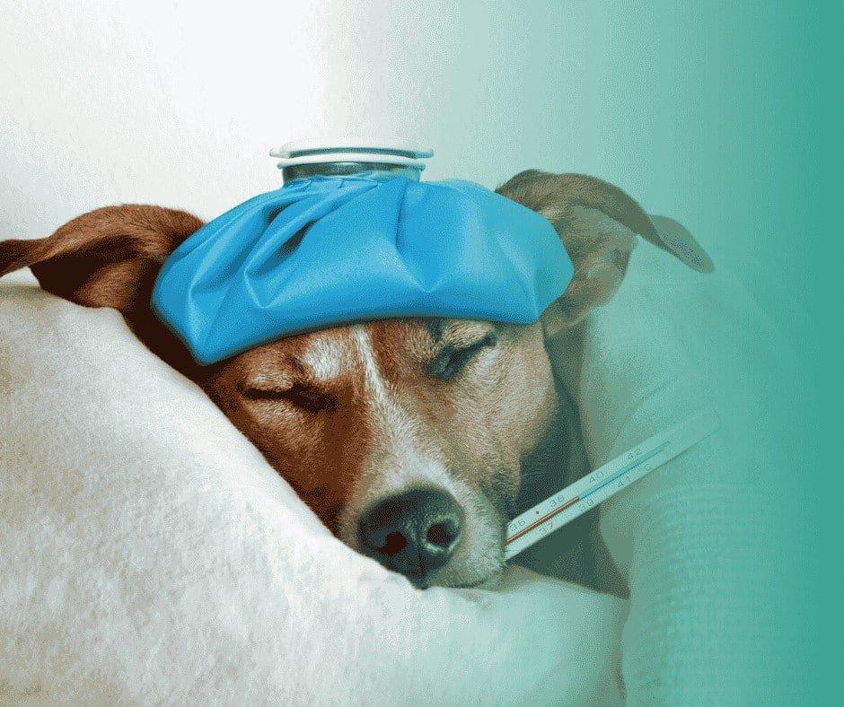 Chien malade couché avec un thermomètre dans la gueule et une bouillote sur la tête.