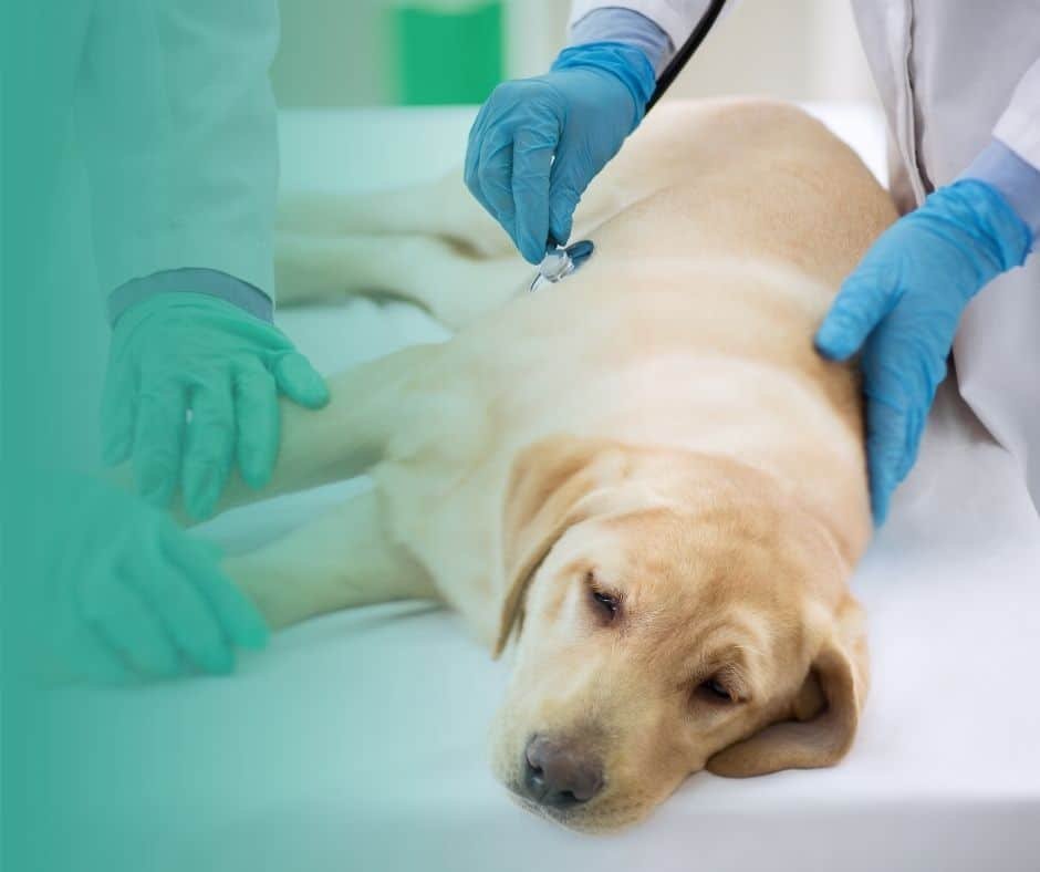 Labrador couché sur une table d'examen vétérinaire lors d'une consultation pour sa santé.