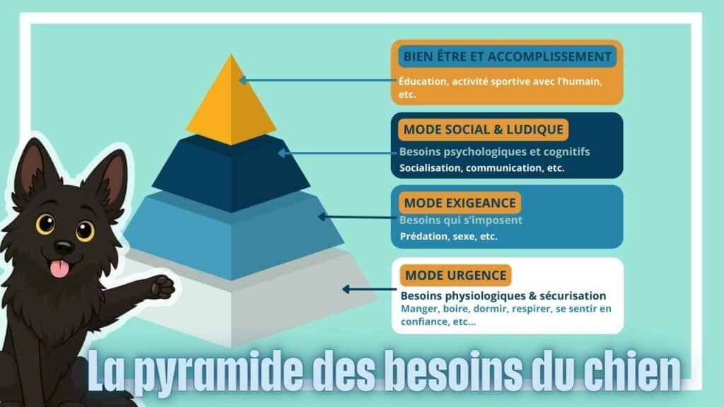 Infographie représentant la pyramide des besoins du chien. Si ton chien est mou et triste, il est possible que ses besoins de soient pas comblés et que qu’il se situe au niveau de la base de la pyramide. Un chien épanoui se trouve au sommet lorsque tous ses besoins sont respectés.