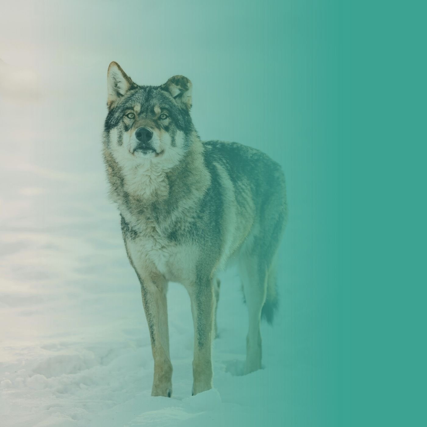 Différentes races de chiens-loups dans un environnement naturel enneigé