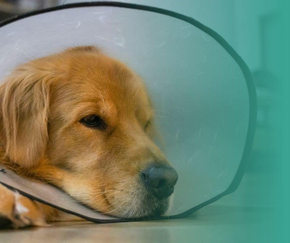 Golden retriever couché portant une collerette de protection après une intervention vétérinaire.