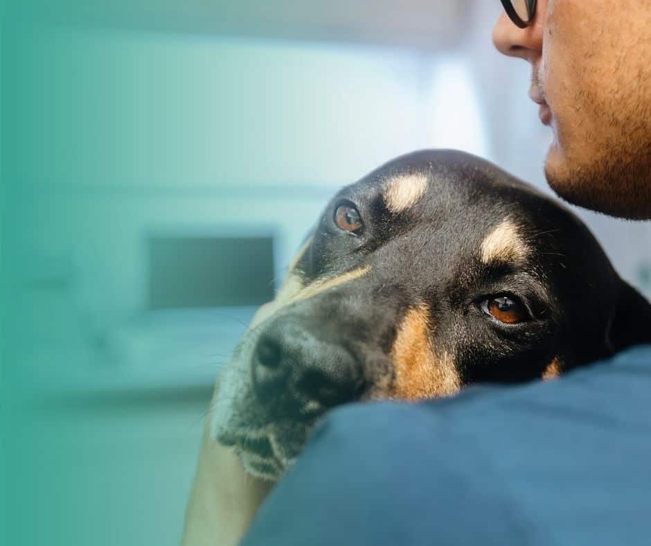 Chien malade qui pose la tête sur l'épaule de son maître dans un cabinet de vétérinaire.