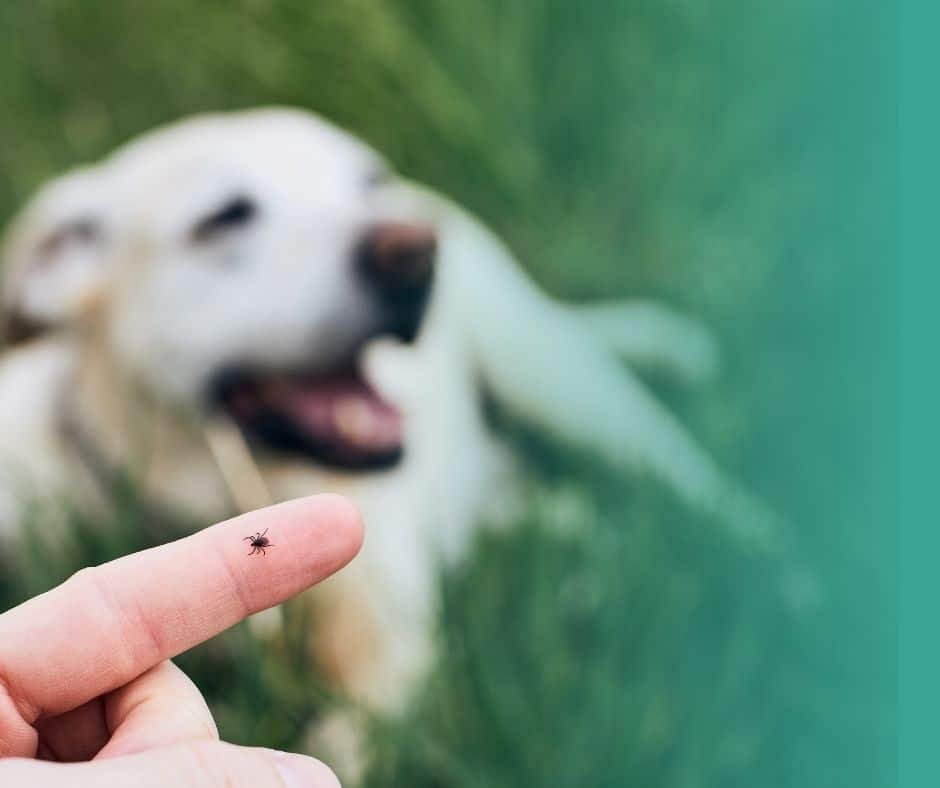 Main tenant une tique avec un labrador couché dans l'herbe.