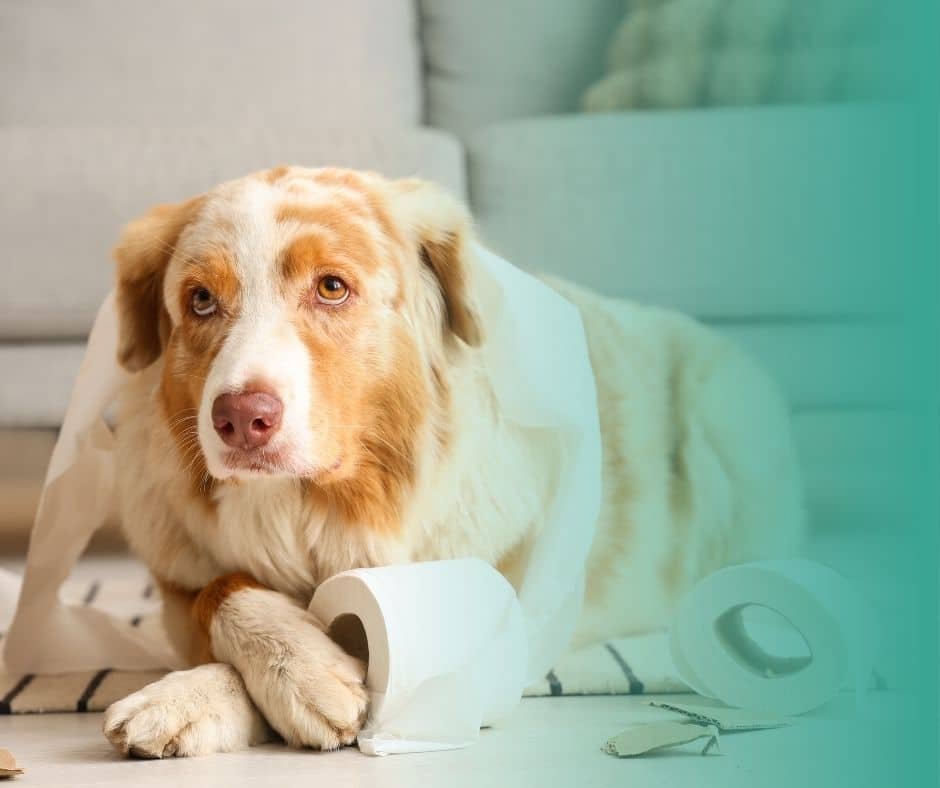 Chien adulte allongé tenant un rouleau de papier toilette entre les pattes.