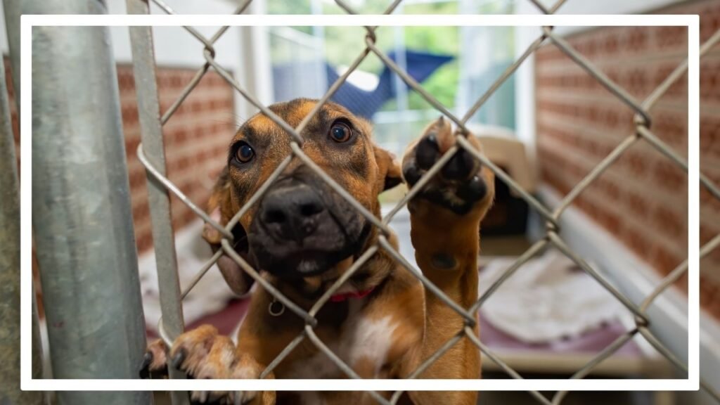 Adopter en refuge. Et si c'était une bonne solution pour lutter contre un élevage de chiens à éviter ?