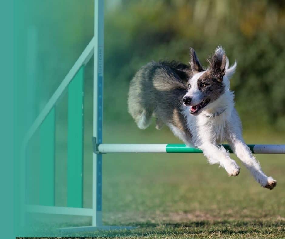 Chien en plein saut lors d'une compétition d'agility, illustration de l'activité physique et du bien-être canin.