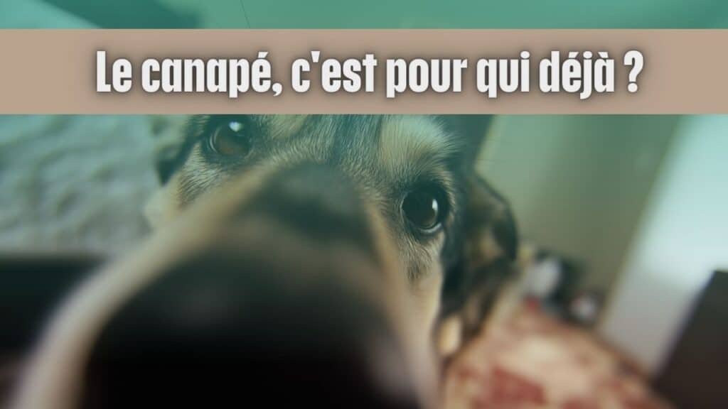 Grand chien la truffe sur l'objectif en train de s'imposer.