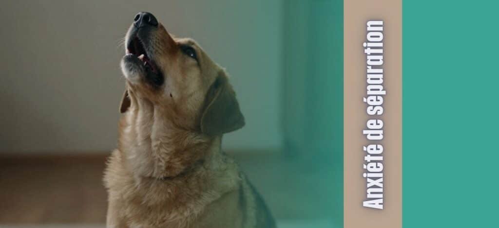 Gros plan sur un chien de couleur beige et marron, gueule ouverte et tête levée, semblant hurler ou aboyer.