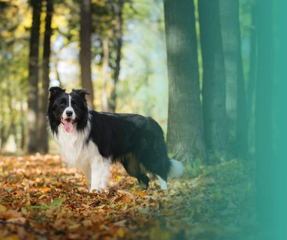 Border Collie en forêt, regard alerte et concentré en forêt.