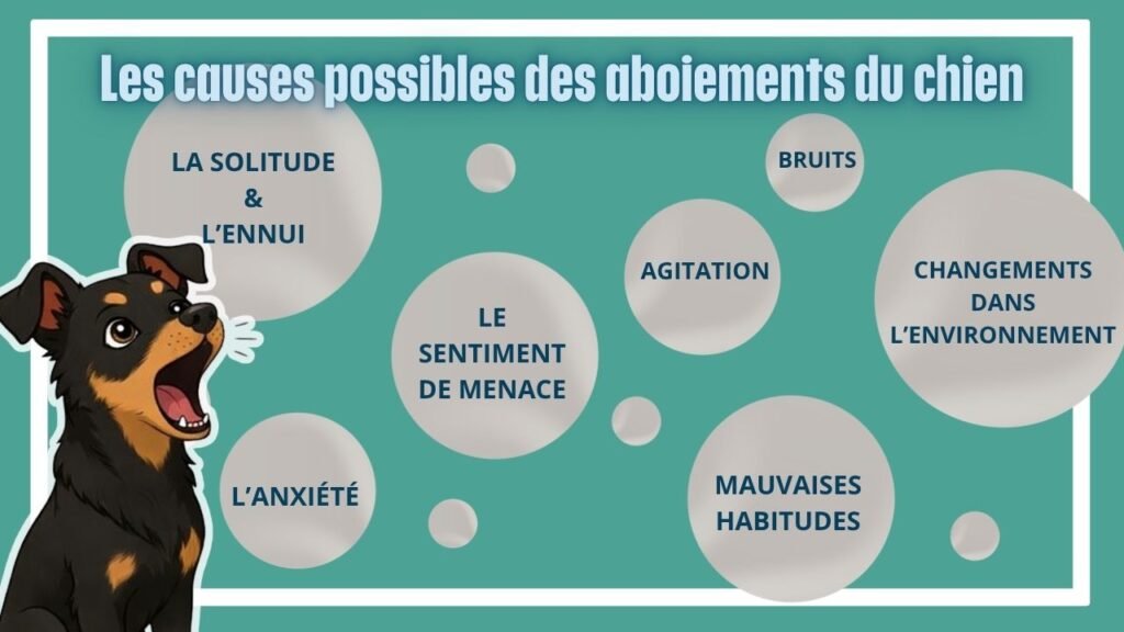 Infographie détaillant les différentes causes possibles des aboiements chez le chien.