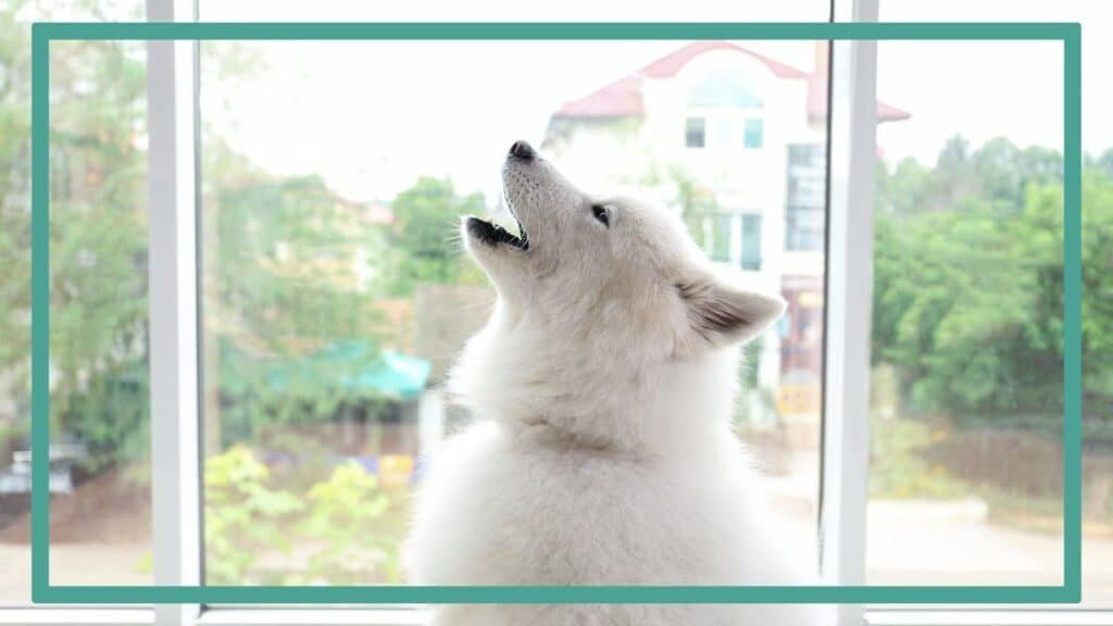 Photographie représentant un chien au poils mi-longs. Le chien est en train de hurler à l'intérieur d'un appartement. On imagine qu'il s'agit d'un symptôme de l'angoisse de séparation du chien.