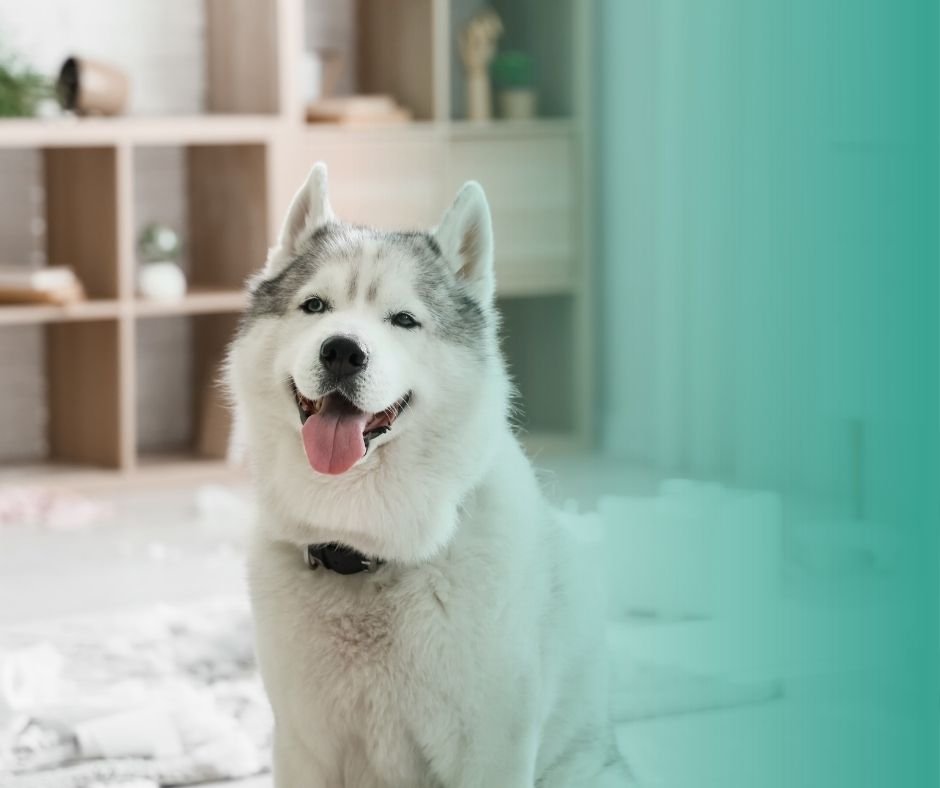 Grand chien calme en appartement, race adaptée à la vie en intérieur.