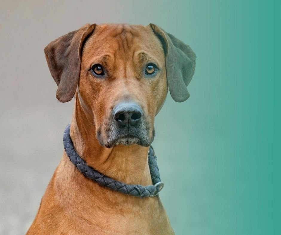 Grand chien au tempérament calme et posé, profil idéal pour un mode de vie tranquille.