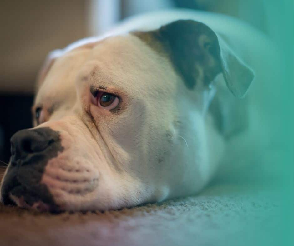 chien qui s’ennuie allongé au sol avec le regard triste.
