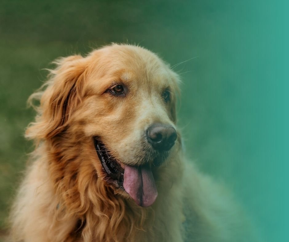 Golden Retriever attentif lors d'une séance d'éducation. Les golden font partie des race de grands chiens faciles à dresser