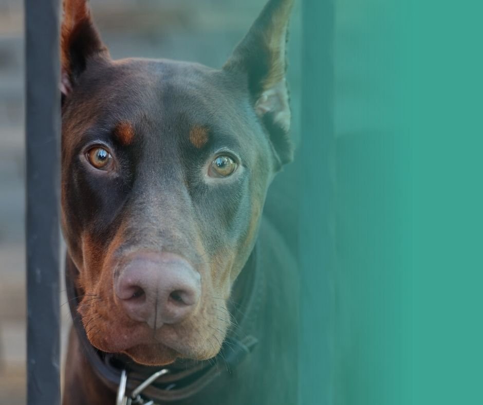 Dobermann en position d'alerte. Le Dobermann est un grand chien de garde naturellement protecteur