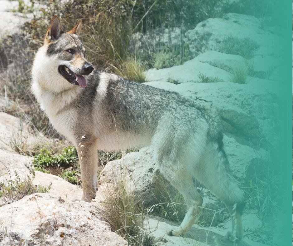 Chien-loup tchécoslovaque dans la nature.