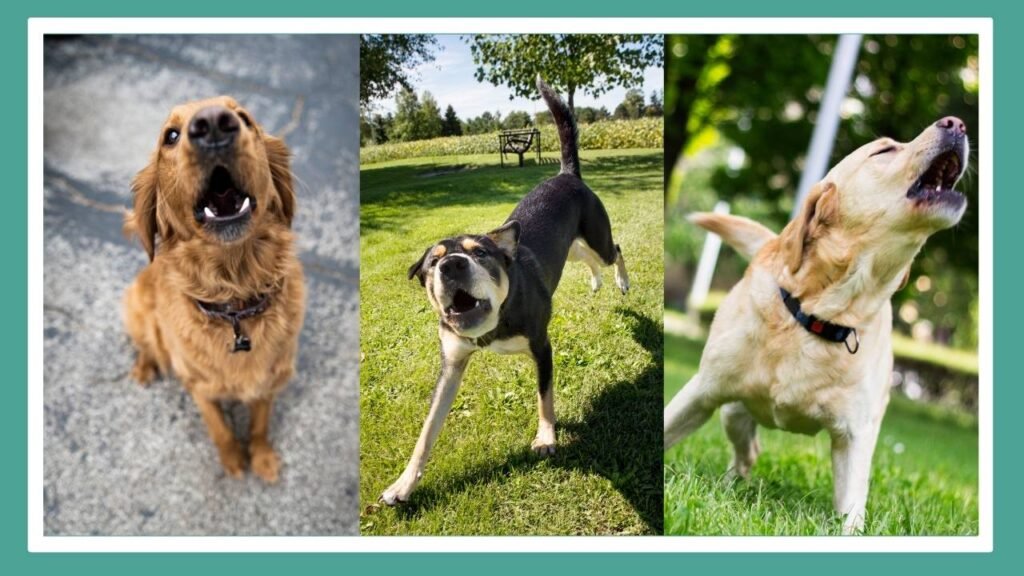 Image composée d'une série de trois photographie. Chaque photographie représente un chien qui aboie.