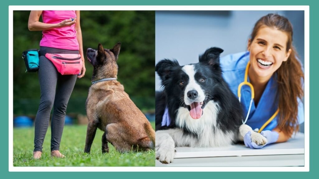 Chien en séance d’éducation avec un éducateur et chien examiné par un vétérinaire pour résoudre des problèmes d’aboiement.
