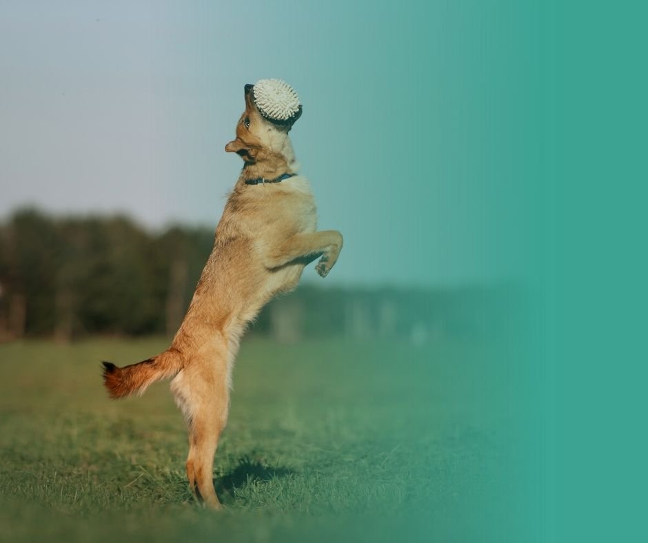 Photographie représentant un chien sportif en train d'attraper un ballon au vol. Le chien a un pelage brun clair et est de grande taille.