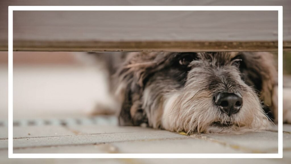 Photographie représentant un chien qui semble avoir peur. Il est prostré sous un meuble.