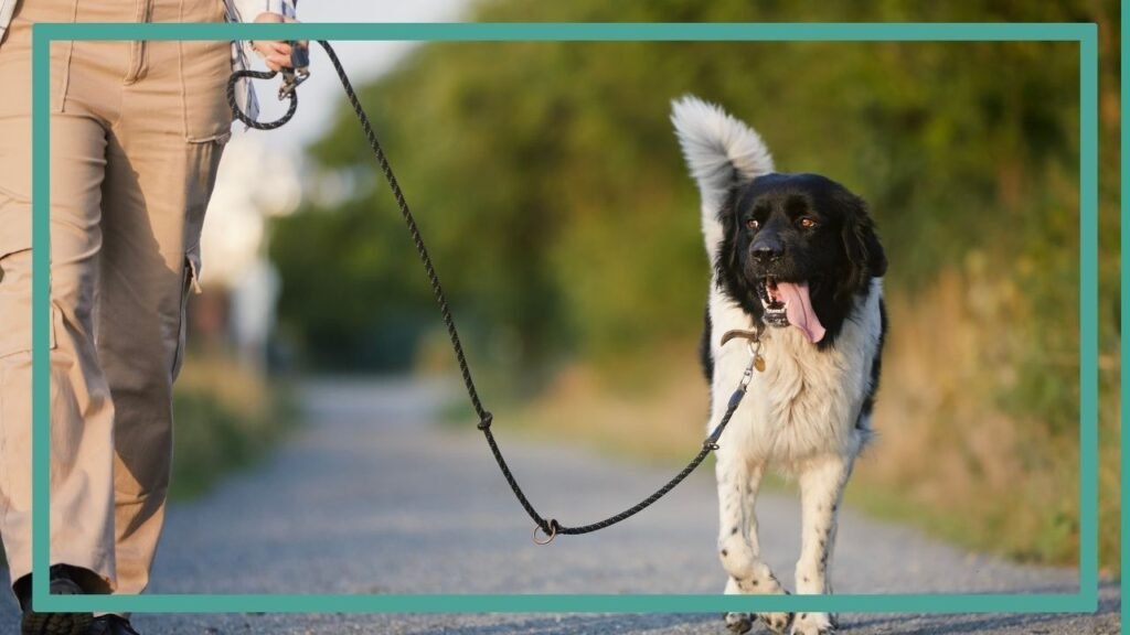 Photographie représentant un chien en train de se promener avec son maitre le long d'un chemin bitumé.