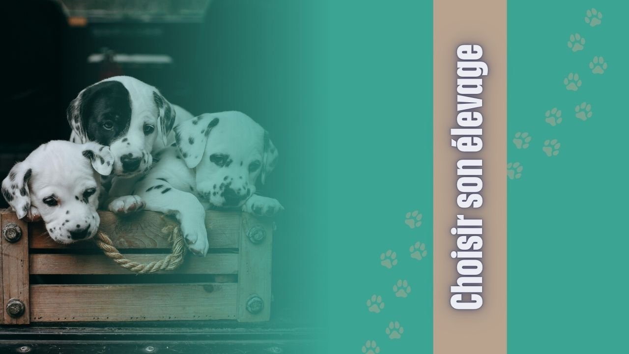 Lire la suite à propos de l’article Élevage de chiens à éviter : les signes qui ne trompent pas
